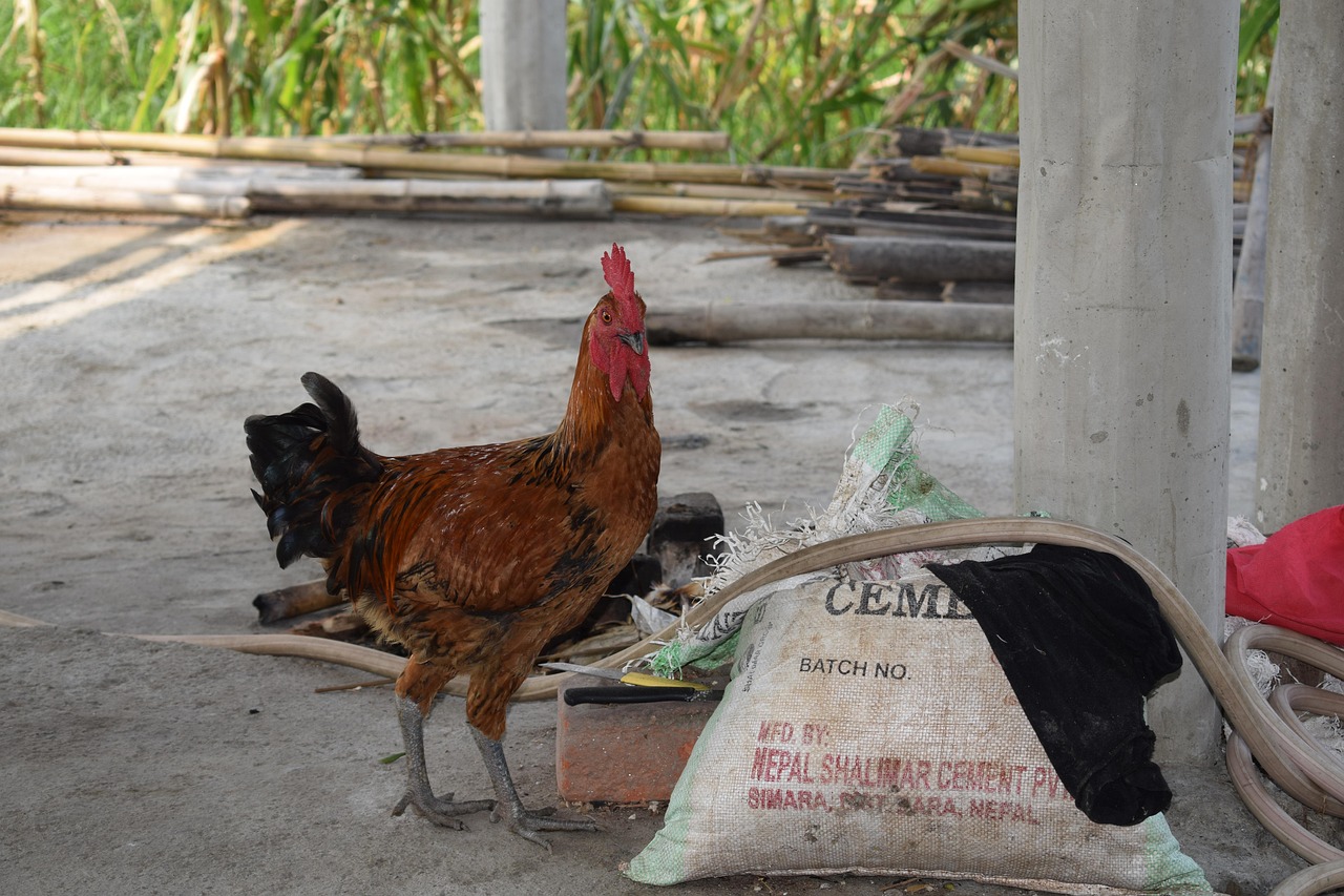 SEC dominiert Super Bowl 2026 mit Alabama als führendem Team